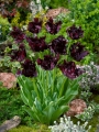 Black Parrot Tulip