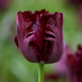 Black Parrot Tulip