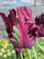 Tulip 'Black Parrot'