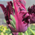 Black Parrot Tulip