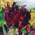 Black Parrot Tulip