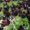 Black Parrot Tulip