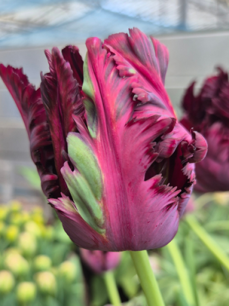 Tulip 'Black Parrot'