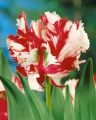 Estella Rynveld Tulip Close Up