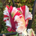 Estella Rynveld Tulips