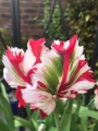 Tulip 'Estella Rynveld'