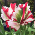 Estella Rynveld Tulips