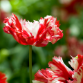 Estella Rynveld Tulips