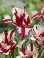 Estella Rynveld Tulips