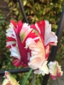 Estella Rynveld Tulip