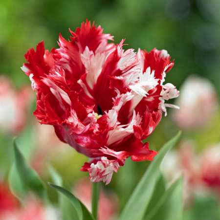 Tulip 'Estella Rynveld'