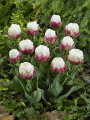Ice Cream Tulips