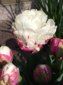 Tulip 'Ice Cream'