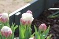 Group of Ice Cream Tulips