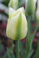 Spring Green Tulip