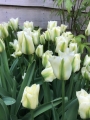 Spring Green Tulips