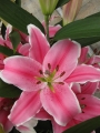 Marlon Lily Bulbs