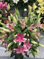 Lily display of Marlon Lilies