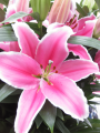 Lily 'Marlon'