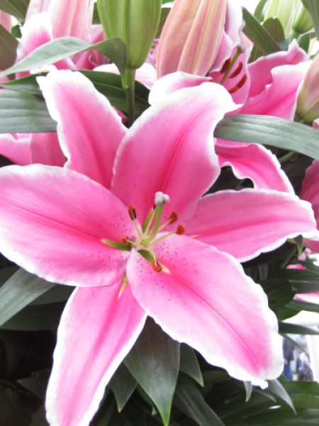 Lily 'Marlon'