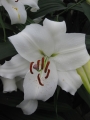 Casa Blanca Lily