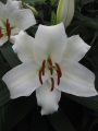 Lily 'Casa Blanca'
