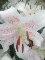 Extravaganza Lilies