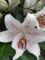 Lily 'Extravaganza'