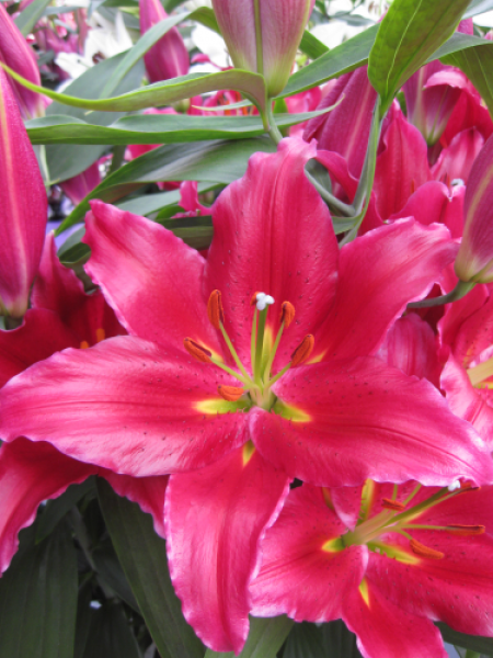 Lily 'Bacardi'
