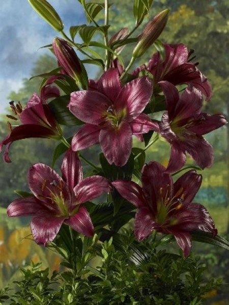 Lily 'Purple Prince'