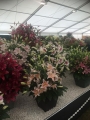 Salmon Star lilies in a pot display