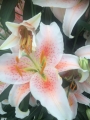 Lilium Salmon Star lily bulbs