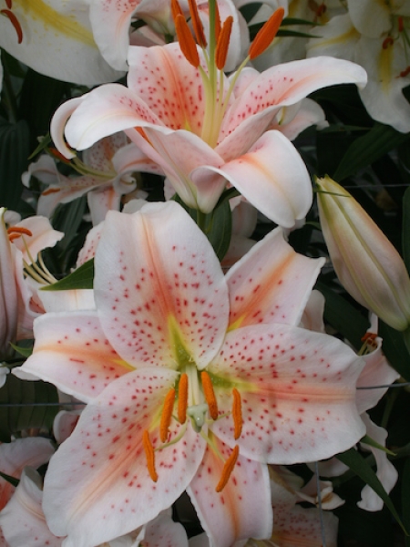 Lily 'Salmon Star'