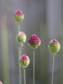 Allium Drumstick