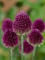 Allium Sphaerocephalon Drumstick
