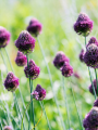 Allium Drumstick