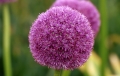 Allium Giganteum