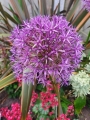 Allium Globemaster in garden borders