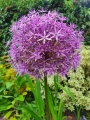 Allium Globemaster