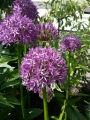 Globemaster in the Garden
