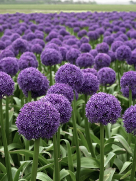 Allium Globemaster 