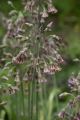 Allium Nectaroscordum Close Up