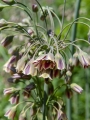 Allium Nectaroscordum