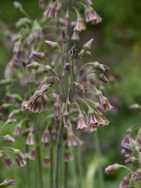 Allium Nectaroscordum 