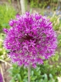 Purple Sensation Allium