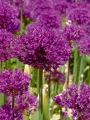 Allium Purple Sensation