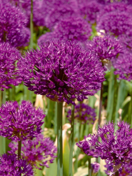 Allium Purple Sensation 