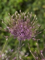 Allium Schubertii