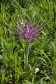 Allium Schubertii in the Garden