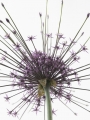 Allium Schubertii Close Up